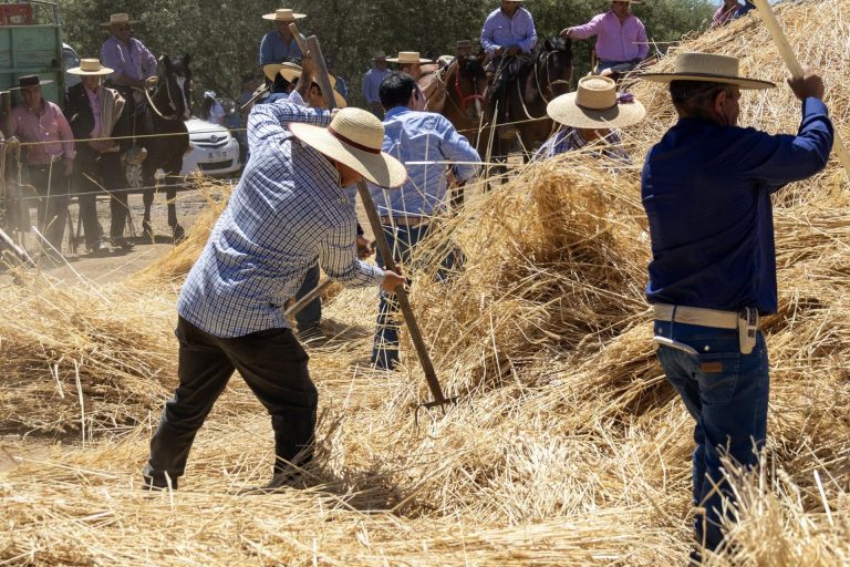 Trilla a yeguas sueltas en el Peley: una tradición que reafirma su vigor
