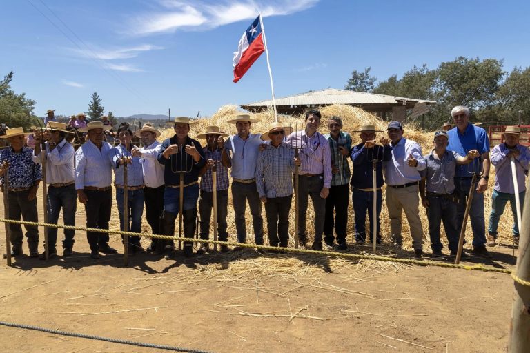 Trilla a yeguas sueltas en el Peley: una tradición que reafirma su vigor