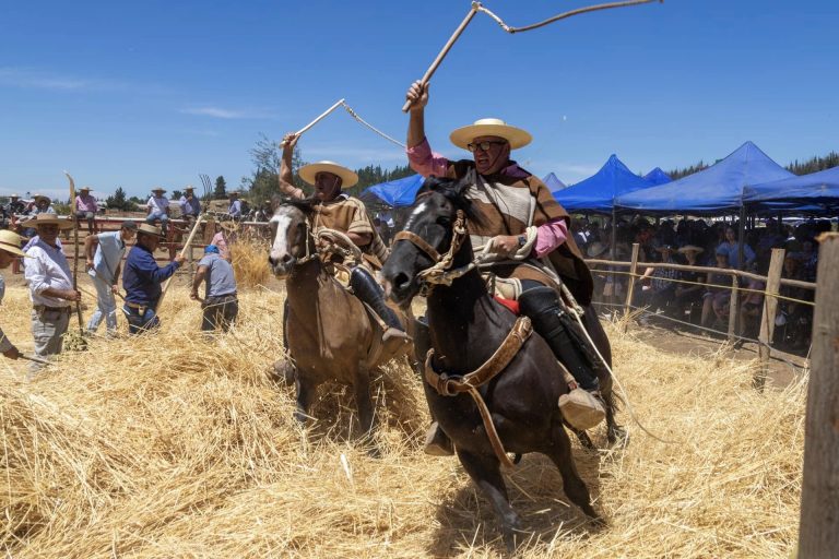 Trilla a yeguas sueltas en el Peley: una tradición que reafirma su vigor