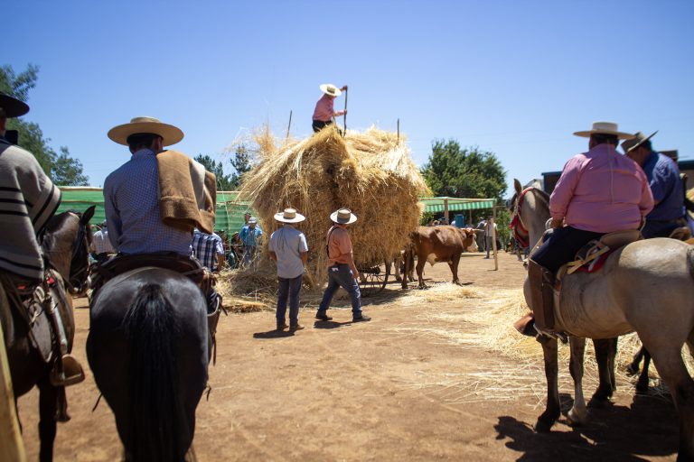 Fiesta de la cosecha del trigo en Peñablanca: un homenaje vivo a las tradiciones campesinas