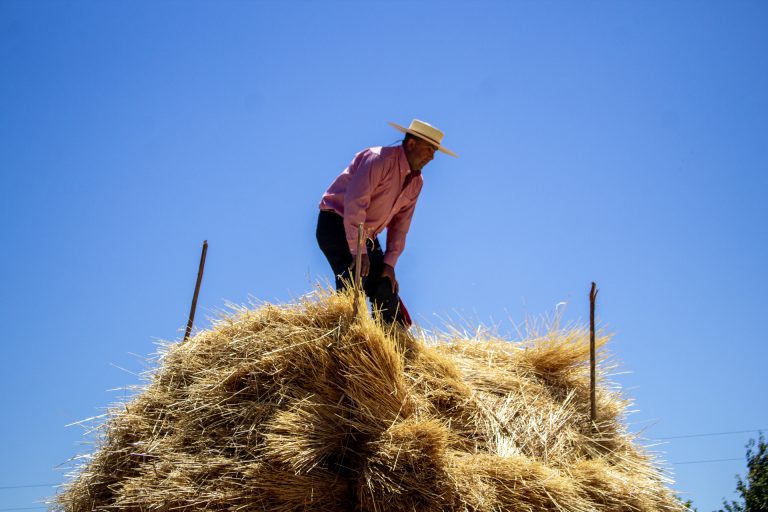 Fiesta de la cosecha del trigo en Peñablanca: un homenaje vivo a las tradiciones campesinas