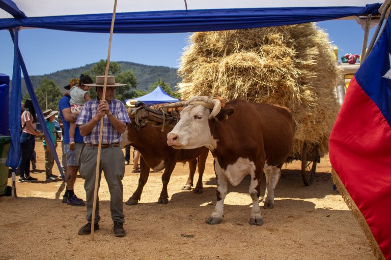 Fiesta de la cosecha del trigo en Peñablanca: un homenaje vivo a las tradiciones campesinas