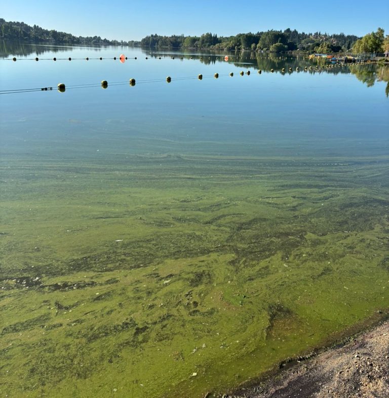 Municipalidad de Quillón prohíbe temporalmente el ingreso al agua en la laguna Avendaño por proliferación de microalgas