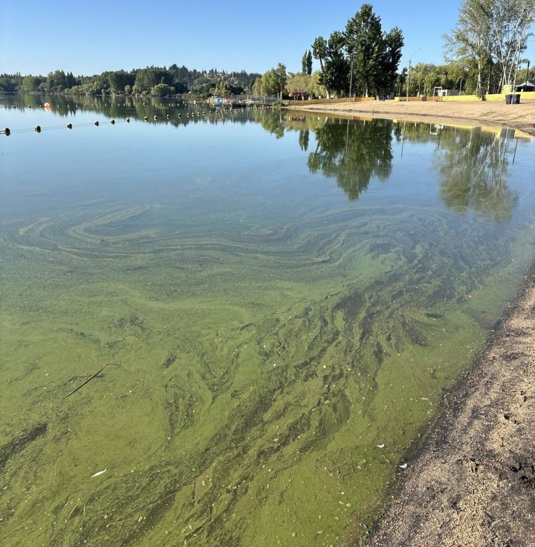 Municipalidad de Quillón prohíbe temporalmente el ingreso al agua en la laguna Avendaño por proliferación de microalgas