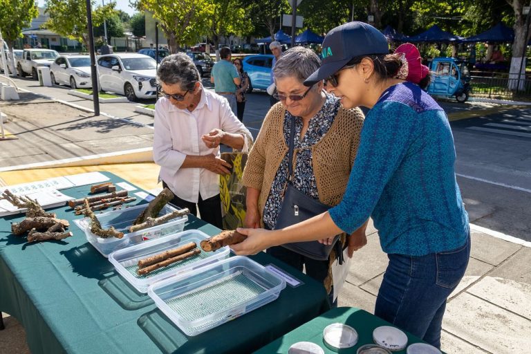 En Quillón: INIA Ñuble impulsa la introducción de nuevas especies frutales en la región