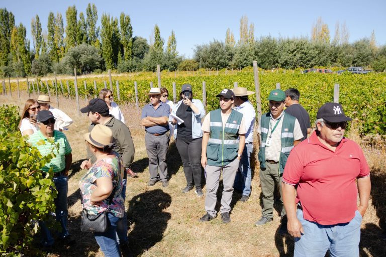Agricultores de Quillón se capacitan para potenciar la producción de uva sin pepa