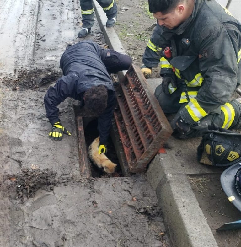 Rescatan a gato desde desagüe de aguas lluvias en Villa Lago Avendaño de Quillón