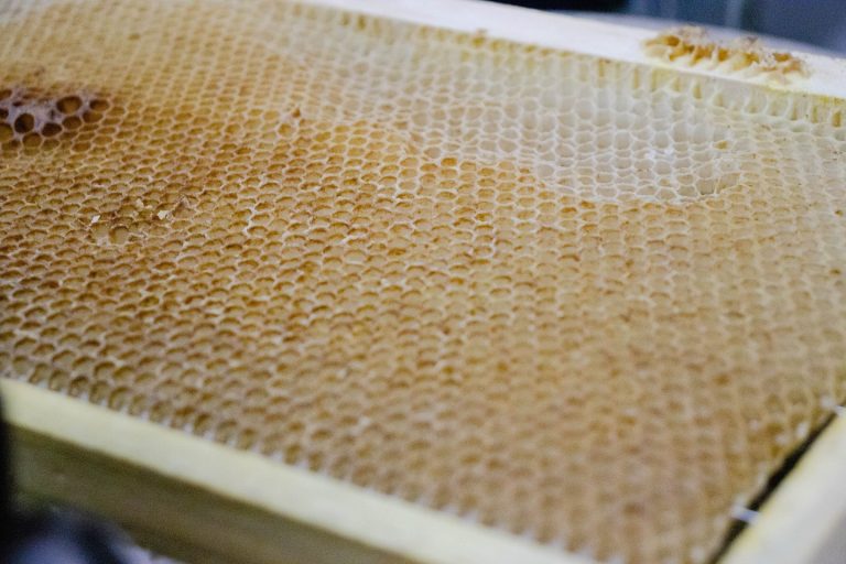 Niños y niñas de la Escuela Héroes del Itata aprendieron sobre el mundo de las abejas