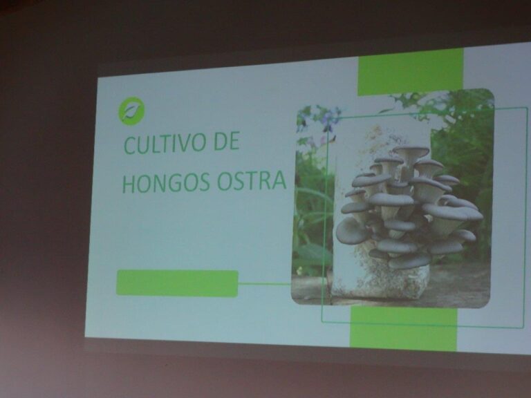 Hoy acompañamos a más de 50 agricultores de nuestra comuna en una capacitación sobre producción de champiñones tipo ostra
