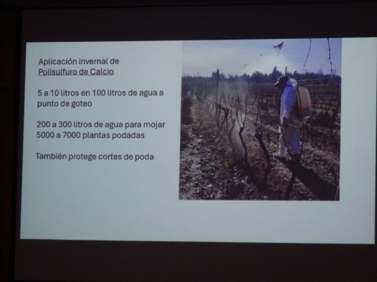 Capacitación para pequeños viñateros del PRODESAL de Quillón.