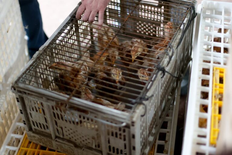 Usuarios de Prodesal Quillón impulsan emprendimiento avícola con compra asociativa