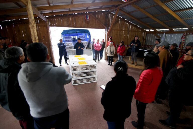 Usuarios de Prodesal Quillón impulsan emprendimiento avícola con compra asociativa