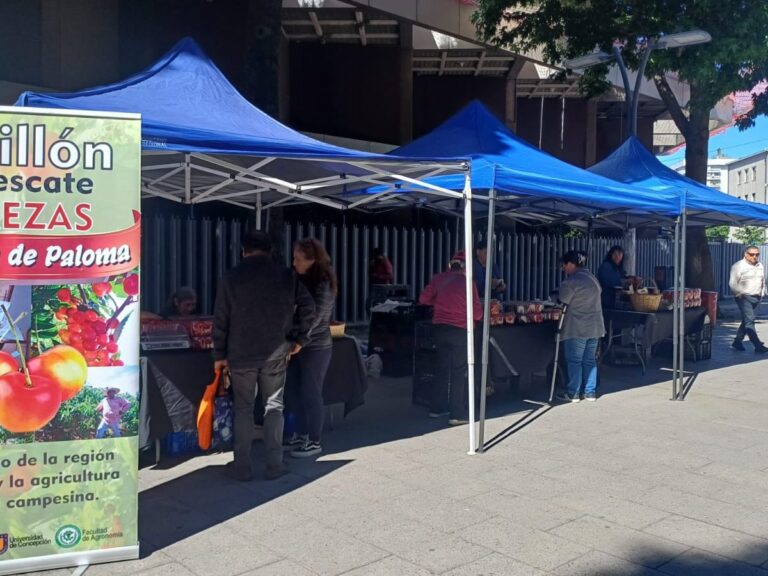 GRAN VENTA DE CEREZA CORAZÓN DE PALOMA INICIÓ HOY