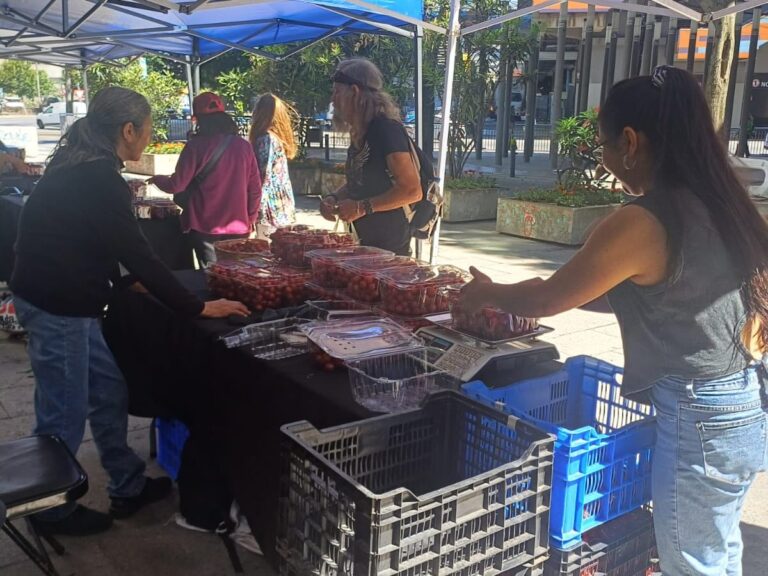 GRAN VENTA DE CEREZA CORAZÓN DE PALOMA INICIÓ HOY