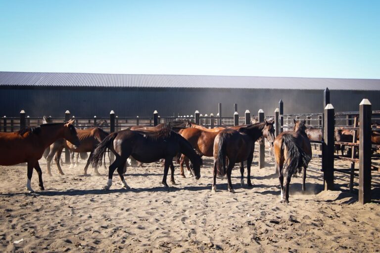 QUILLÓN AVANZA EN CONVENIO PARA FORTALECER EL CABALLO CHILENO