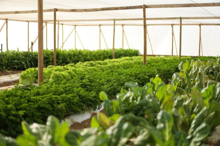 ¡Hito agrícola en Quillón! El futuro del campo se cultiva con tecnología y unidad