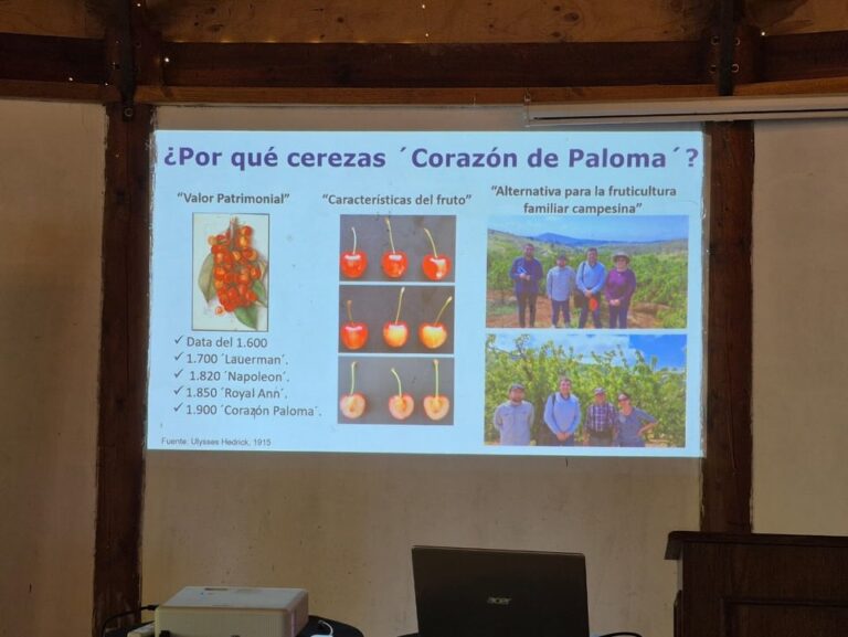 FORTALECEMOS LA PRODUCCIÓN DE CEREZA CORAZÓN DE PALOMA EN QUILLÓN