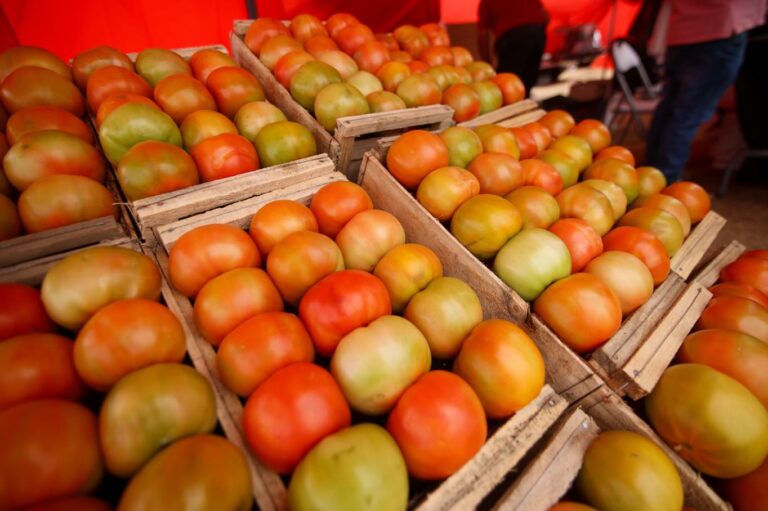 QUILLÓN VIVE UNA NUEVA VERSIÓN DE LA FIESTA DEL TOMATE