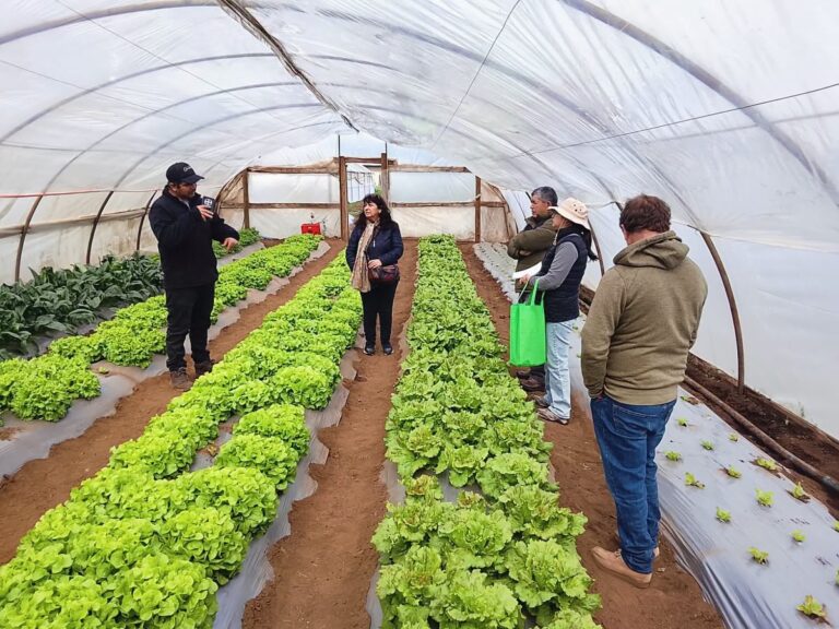 PRODESAL REALIZÓ DÍA DE CAMPO EN SECTOR LA PLAZA